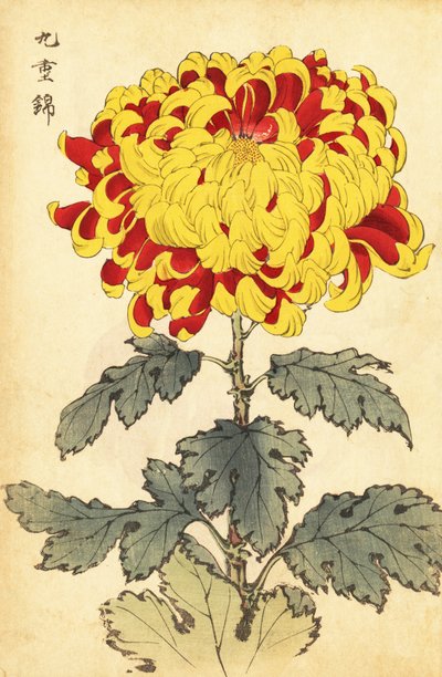 Hybrid skarlagenrød og gul krysantemum., 1893 (gravering) av Keika Hasegawa