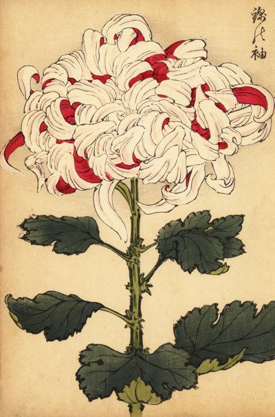 Hybrid hvit og skarlagensrød krysantemum., 1893 (gravering) av Keika Hasegawa