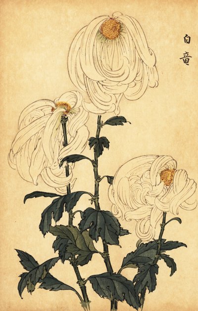 Hybrid hvit krysantemum., 1893 (gravering) av Keika Hasegawa