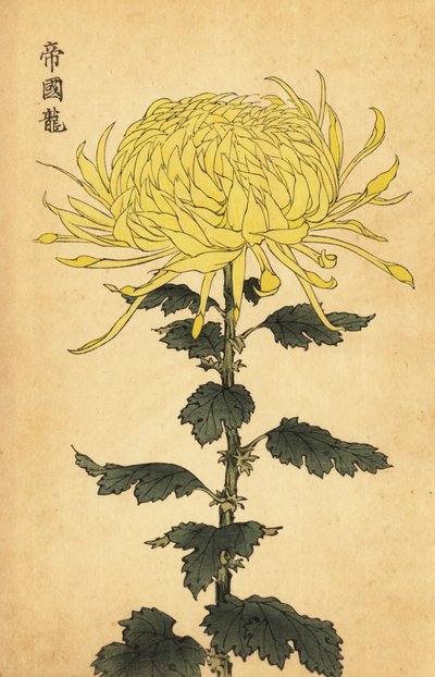 Hybrid gul krysantemum., 1893 (gravering) av Keika Hasegawa