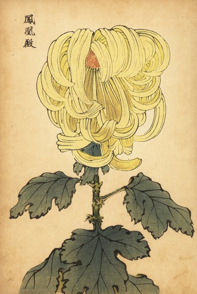 Hybrid gul incurve krysantemum., 1893 (gravering) av Keika Hasegawa