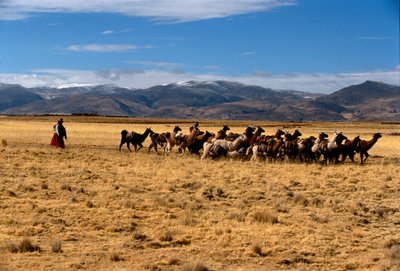 Lama-saltkaravane, Solens imperier; Bolivia; urfolk; Andesfjellene; Tiwanaku, 2002 (bilde) av Kenneth Garrett