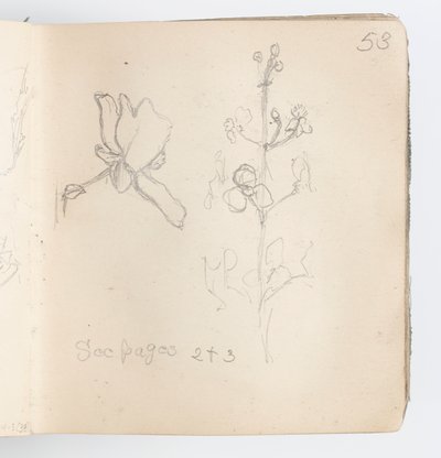 Skissebokside: Sketch of Flower av Kenyon Cox