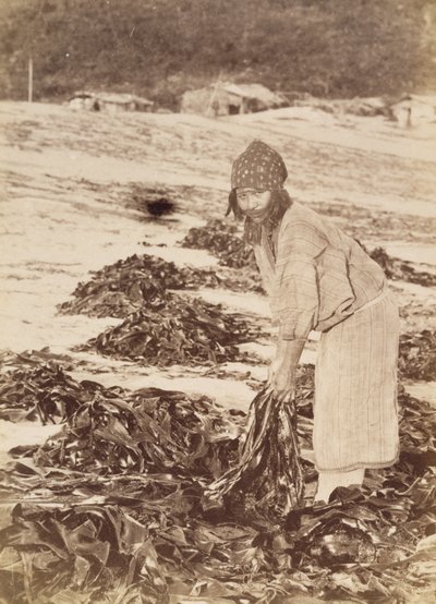 Ainu-kvinne som høster tang, ca. 1900 (albumin sølvtrykk) av Kenzô Tamoto