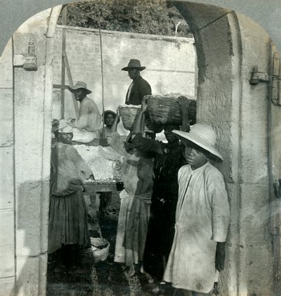 Cacoa Fresh from the Pods, Dominica, B.W.I., 1893. av Keystone View Company