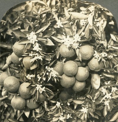 Appelsinblomster og modne appelsiner som vokser på samme tre, California, c1900. av Keystone View Company