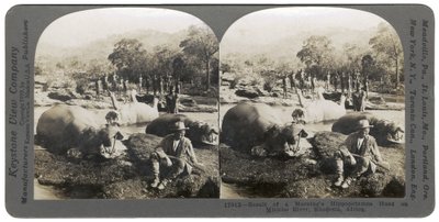 Resultat av en morgens flodhestjakt på Mlembo-elven, Rhodesia, Afrika, 1910 av Keystone View Company