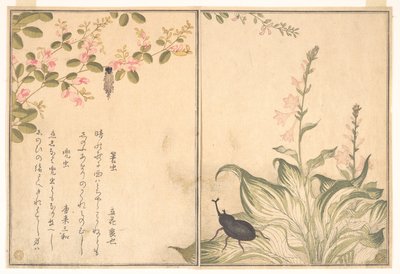  av Kitagawa Utamaro