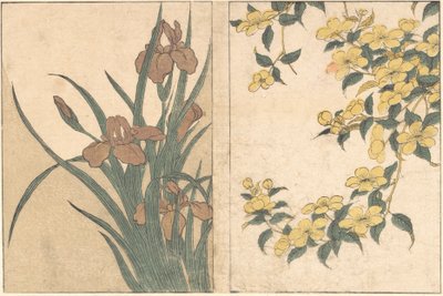 Cherry Blossoms and Irises, fra den illustrerte boken Flowers of the Four Seasons, 1801. av Kitagawa Utamaro