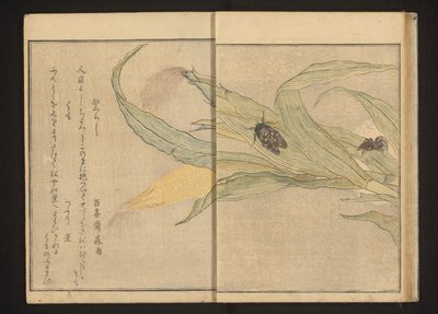 Sikader og edderkopp på mais av Kitagawa Utamaro