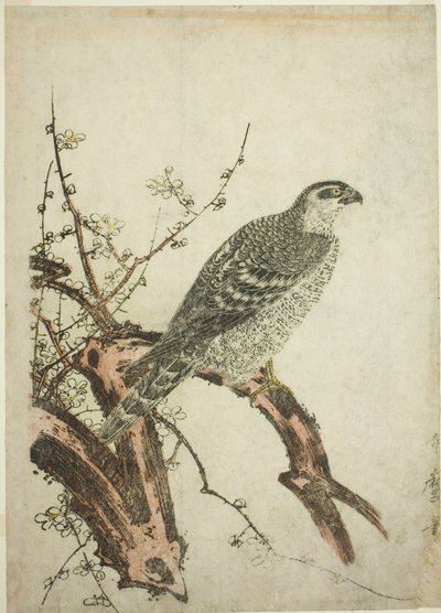 Hawk på en plommegren av Kitagawa Utamaro