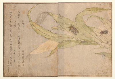 Higurashi og edderkopp, 1788 (treblokk) av Kitagawa Utamaro