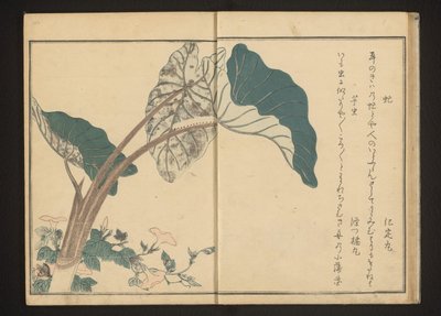 Hesteflue på bindweed og larve på taroplante av Kitagawa Utamaro