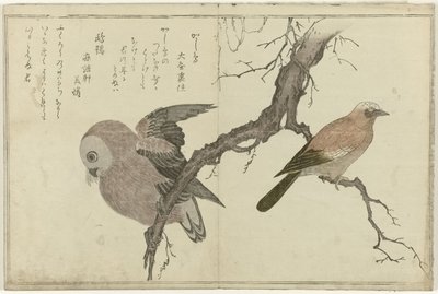 Jay og ugle av Kitagawa Utamaro