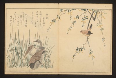 Stokand og isfugl av Kitagawa Utamaro