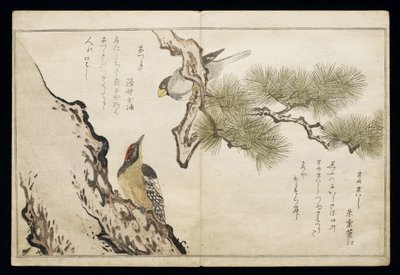 P.332-1946 Vol.1 f.3 Hawfinch and a Woodpecker, fra et album 'Birds added in Humorous Songs', 1791 (treblokktrykk i farger) av Kitagawa Utamaro
