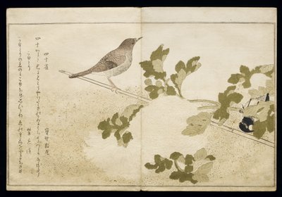 P.332-1946 Vol. 2 f.2 Manchurian Great Tit and a Robin, fra et album 
