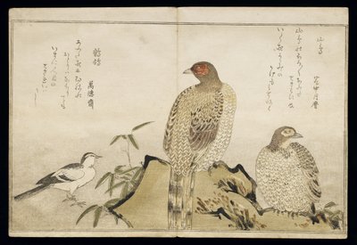 S.332-1946 Vol.2 f.3 Two Copper Pheasants and a Wagtail, fra et album 