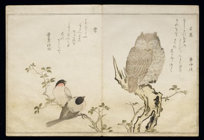 P.332-1946 Vol.2 f.4 An Owl and two Eastern Bullfinches, fra et album 
