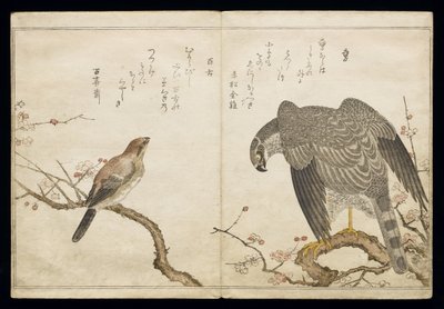 Vol.2 f.1 Falcon til høyre, en oksehodet Shrike til venstre, fra et album 