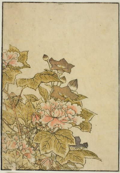 Autumn Flowers: Peonies and Bellflowers, fra boken "Mirror of Beautiful Women of the Pleasure Quarters (Seiro bijin awase sugata kagami)," vol. ２ av Kitao Shigemasa
