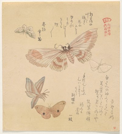 Sommerfugler og møll, fra serien A Flock of Butterflies (Gunch? Gafu) av Kubo Shunman