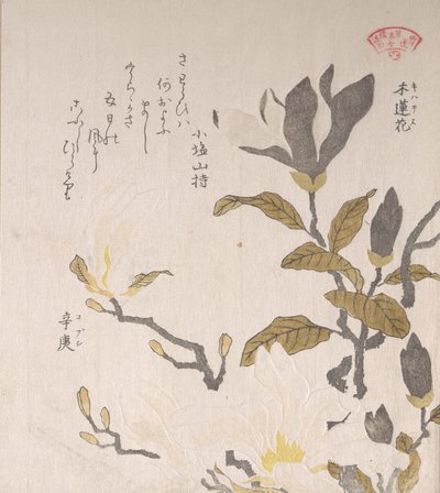 Magnolia blomster, 1800-tallet. av Kubo Shunman