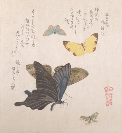 Ulike møll og sommerfugler, 1800-tallet. av Kubo Shunman