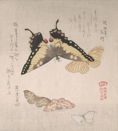 Ulike møll og sommerfugler, 1800-tallet. av Kubo Shunman