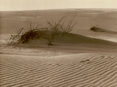 Vandrende sanddyne på den kuriske spyt nord for Rossitten; Skiftende sanddyne en den kuriske sandspytten nord for Rossitten (s/hvitt-bilde) av Kurt Hielscher