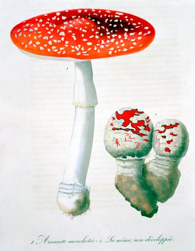 Amanita Muscaria fluesopp, 1821 av LFJ Hoquart