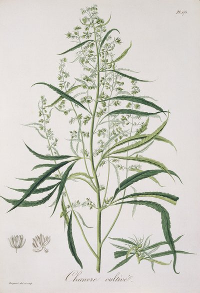 Cannabis Sativa fra 