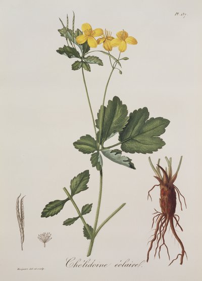 Celidonium Majus fra Phytographie Medicale av Joseph Roques (1772-1850), utgitt i 1821 av L.F.J. Hoquart