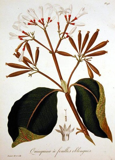 Cinchona fra 