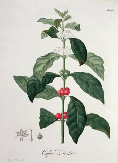 Coffea Arabica fra 
