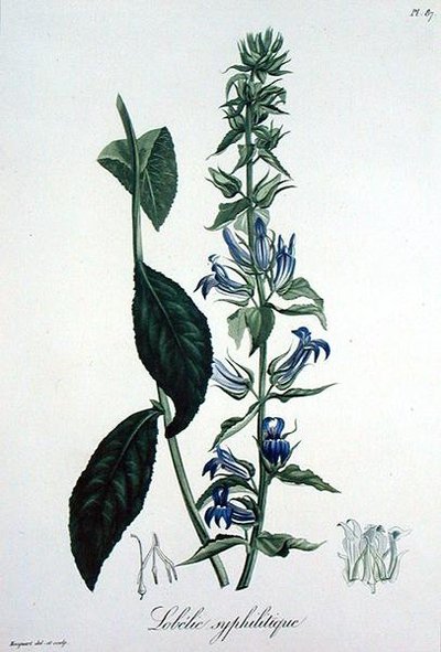 Lobelia Siphilitica fra 