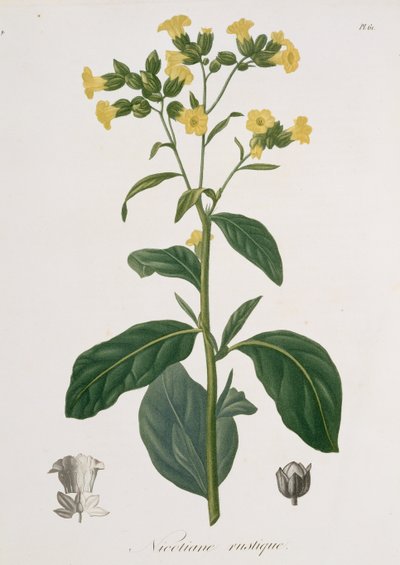 Nicotiana fra 