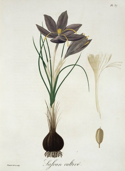 Saffron Crocus fra 'Phytographie Medicale' av Joseph Roques (1772-1850), utgitt i 1821 av L.F.J. Hoquart