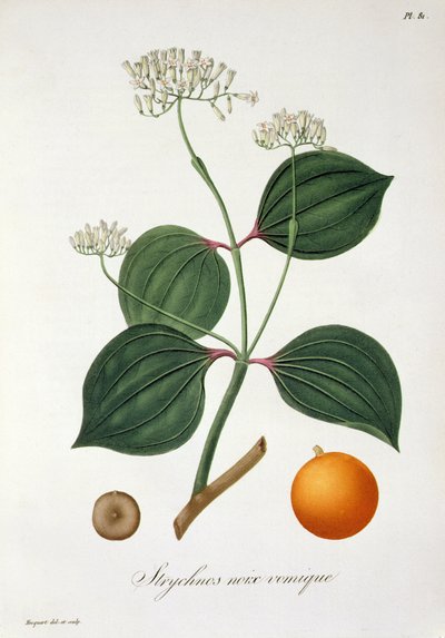 Strychnos nux vomica fra 