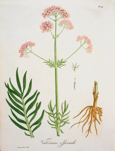 Valerian fra 
