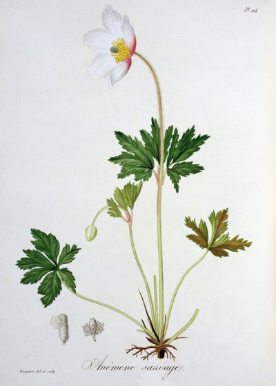 Wood Anemone fra 