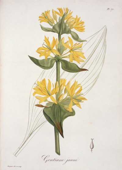 Yellow Gentian fra 