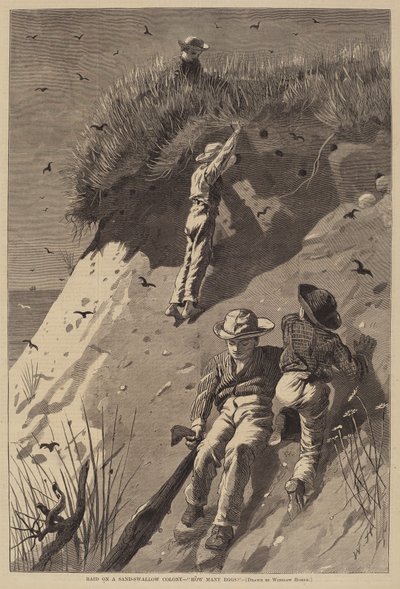 Raid på en sand-svelgekoloni - "Hvor mange egg?" av Lagarde after Winslow Homer