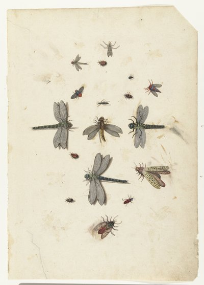 Øystikker og flygende insekter av Lambert Lombard