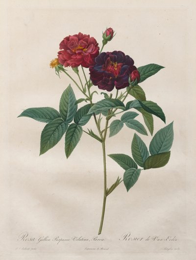 Rosene: Rosa Gallica Purpurea Velutina Parva, 1817-1824. av Langlois