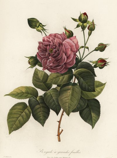 Bengalrose, Rosa chinensis variant, storbladet Bengal av Langlois Langlois