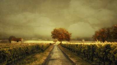 Høstveien gjennom vingården av Lars van de Goor †