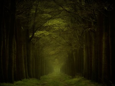Stien gjennom den mørke skogen av Lars van de Goor †