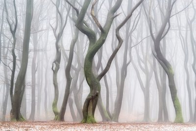Den uhyggelige vinterskogen av Lars van de Goor †