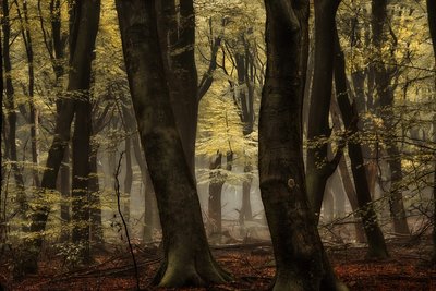 Tåkete høstskog av Lars van de Goor †